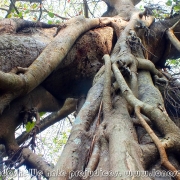 Largest Banyan Tree 04